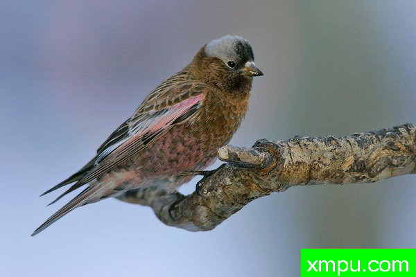 玫瑰色灰冠雀--美国著名摄影大师布赖恩E.小作品系列