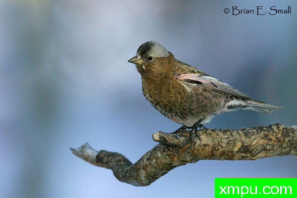 玫瑰色灰冠雀--美国著名摄影大师布赖恩E.小作品系列