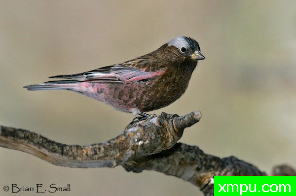 玫瑰色灰冠雀--美国著名摄影大师布赖恩E.小作品系列