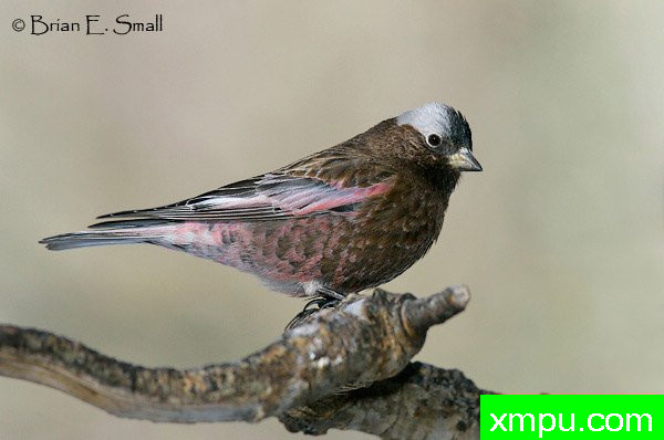 玫瑰色灰冠雀--美国著名摄影大师布赖恩E.小作品系列