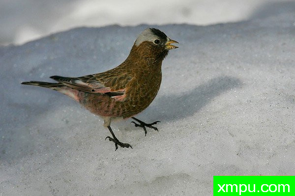 玫瑰色灰冠雀--美国著名摄影大师布赖恩E.小作品系列