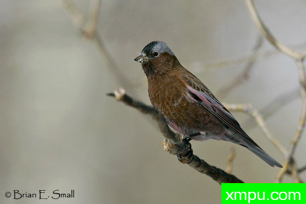 玫瑰色灰冠雀--美国著名摄影大师布赖恩E.小作品系列