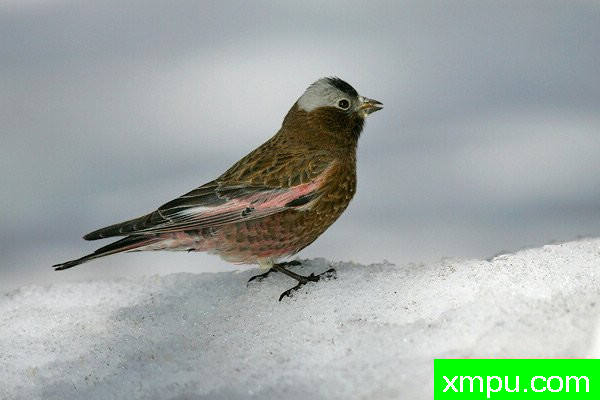 玫瑰色灰冠雀--美国著名摄影大师布赖恩E.小作品系列