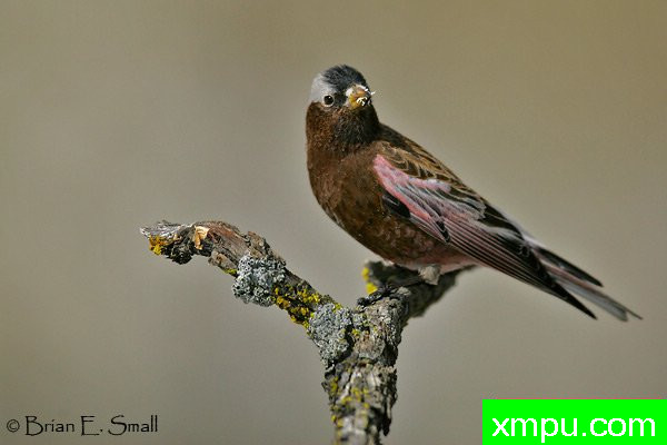 玫瑰色灰冠雀--美国著名摄影大师布赖恩E.小作品系列