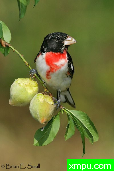 玫瑰胸雀---著名摄影大师布赖恩E.小【美国】作品系列之