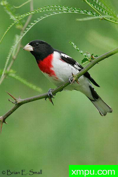 玫瑰胸雀---著名摄影大师布赖恩E.小【美国】作品系列之