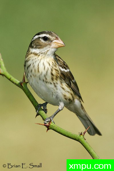 玫瑰胸雀---著名摄影大师布赖恩E.小【美国】作品系列之
