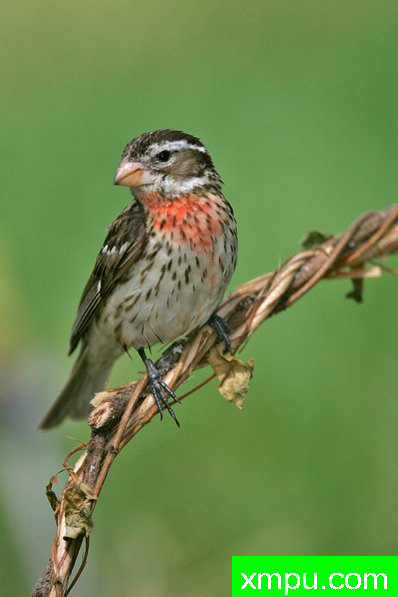 玫瑰胸雀---著名摄影大师布赖恩E.小【美国】作品系列之