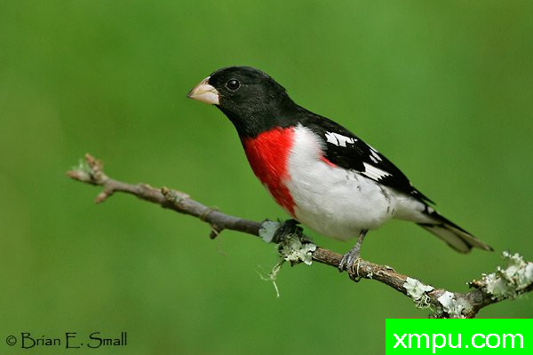 玫瑰胸雀---著名摄影大师布赖恩E.小【美国】作品系列之