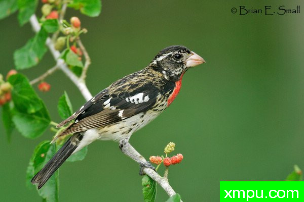 玫瑰胸雀---著名摄影大师布赖恩E.小【美国】作品系列之