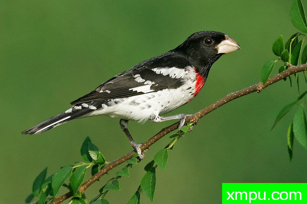 玫瑰胸雀---著名摄影大师布赖恩E.小【美国】作品系列之