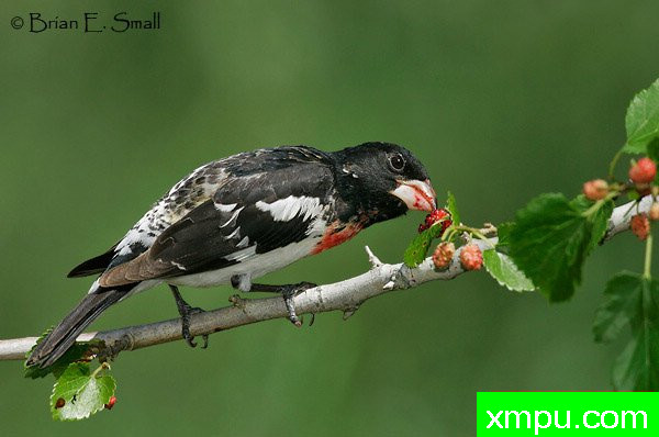 玫瑰胸雀---著名摄影大师布赖恩E.小【美国】作品系列之