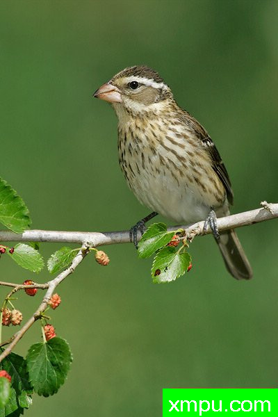 玫瑰胸雀---著名摄影大师布赖恩E.小【美国】作品系列之