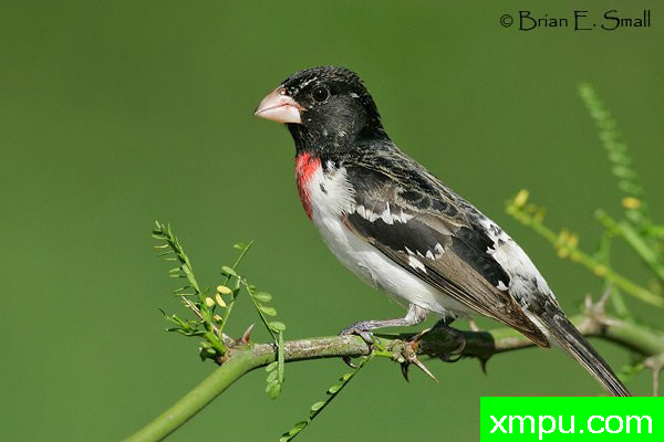 玫瑰胸雀---著名摄影大师布赖恩E.小【美国】作品系列之