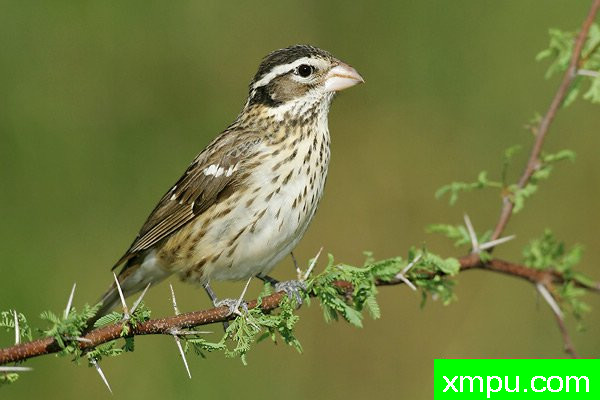 玫瑰胸雀---著名摄影大师布赖恩E.小【美国】作品系列之