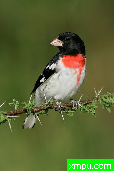 玫瑰胸雀---著名摄影大师布赖恩E.小【美国】作品系列之