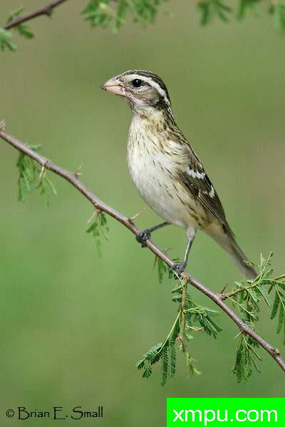 玫瑰胸雀---著名摄影大师布赖恩E.小【美国】作品系列之
