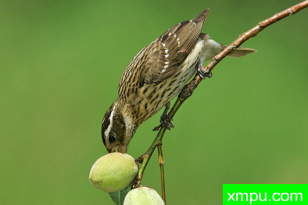 玫瑰胸雀---著名摄影大师布赖恩E.小【美国】作品系列之