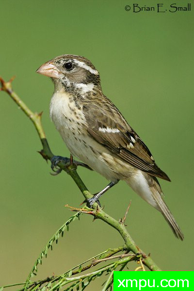 玫瑰胸雀---著名摄影大师布赖恩E.小【美国】作品系列之