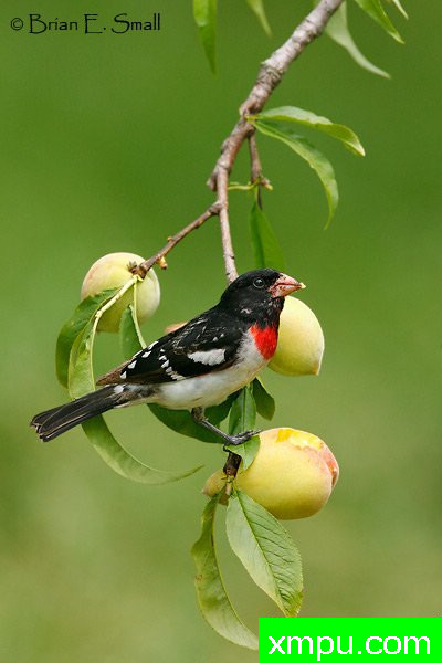 玫瑰胸雀---著名摄影大师布赖恩E.小【美国】作品系列之