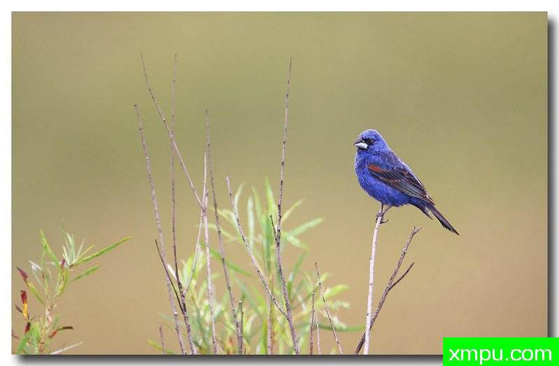 蓝雀---摄影师安德森自然和野生动物摄影【美国】