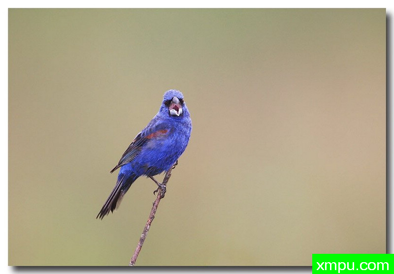 蓝雀---摄影师安德森自然和野生动物摄影【美国】