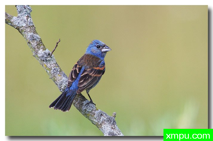 蓝雀---摄影师安德森自然和野生动物摄影【美国】