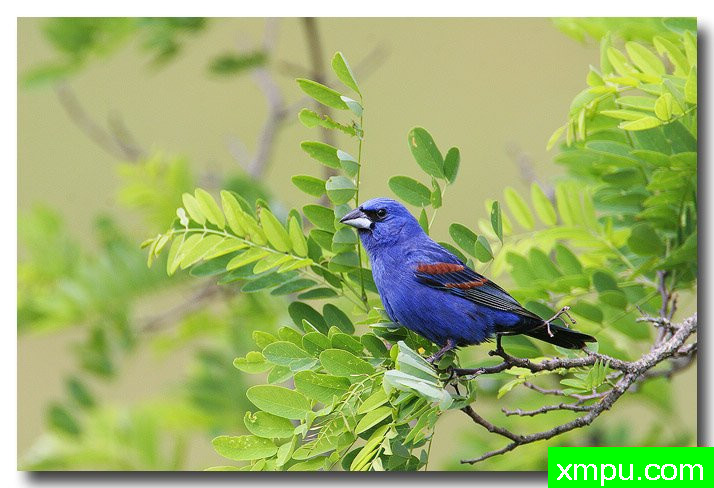 蓝雀---摄影师安德森自然和野生动物摄影【美国】