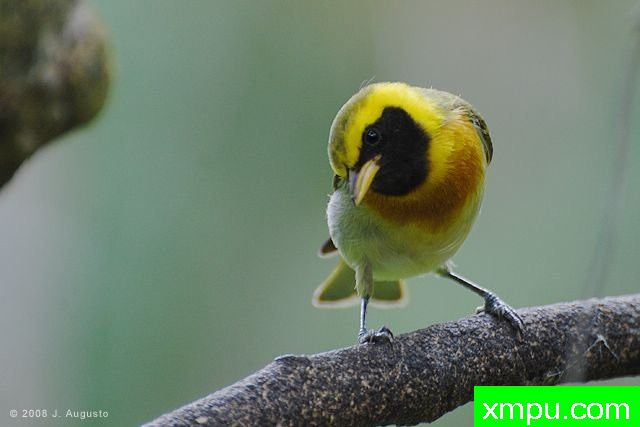 黑喉金翅雀【巴西】