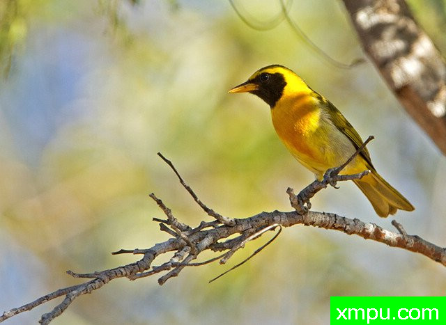 黑喉金翅雀【巴西】