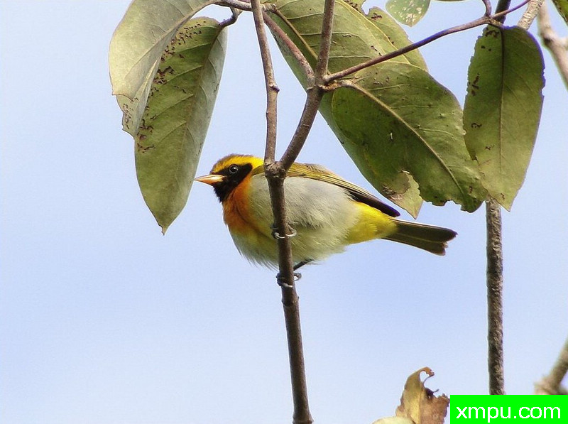 黑喉金翅雀【巴西】
