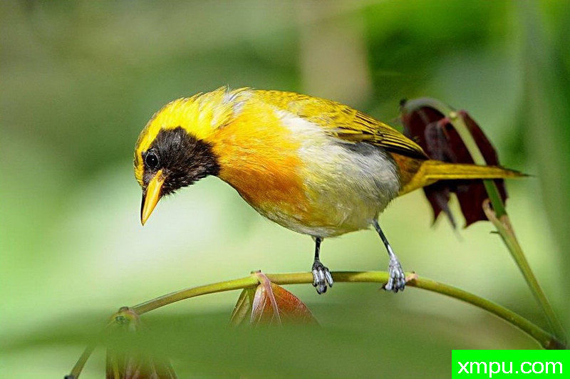 黑喉金翅雀【巴西】