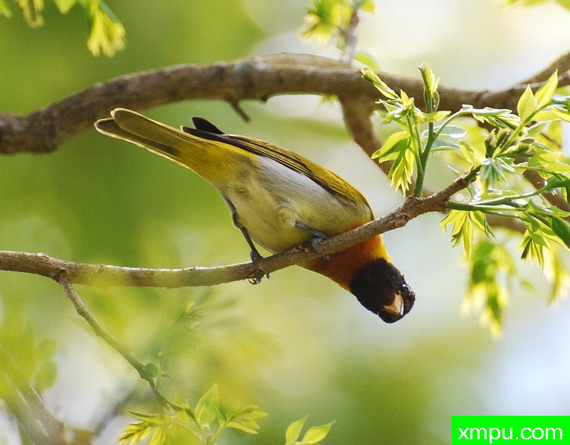 黑喉金翅雀【巴西】