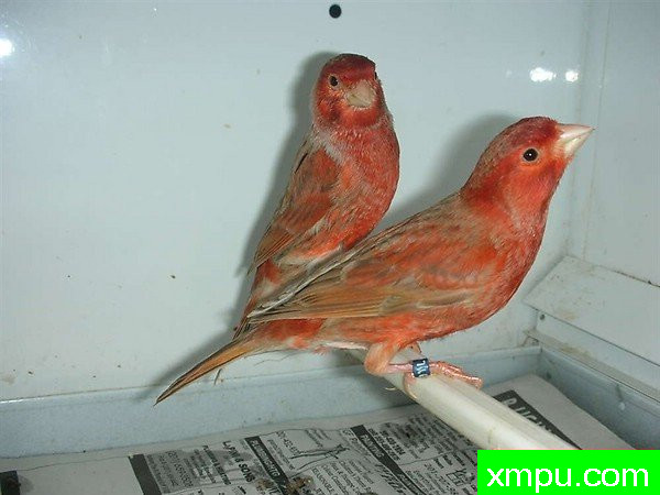 金丝雀---培育大师【比利时】作品