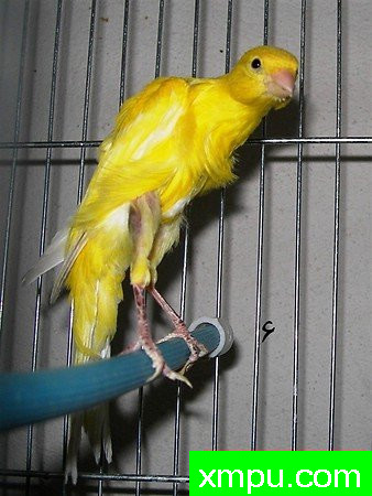 金丝雀---培育大师【比利时】作品