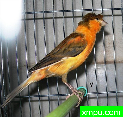 金丝雀---培育大师【比利时】作品