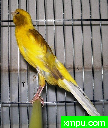 金丝雀---培育大师【比利时】作品