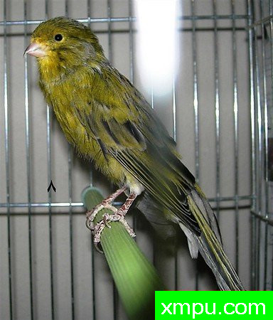 金丝雀---培育大师【比利时】作品