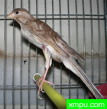 金丝雀---培育大师【比利时】作品