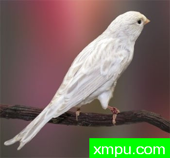 金丝雀---培育大师【比利时】作品