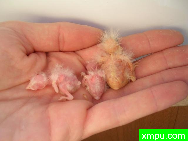 金丝雀---培育大师【比利时】作品