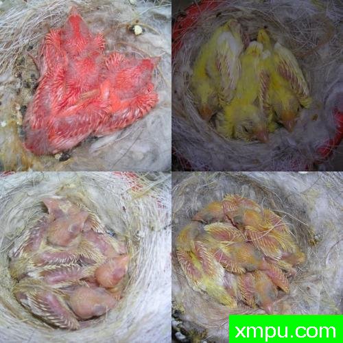 金丝雀---培育大师【比利时】作品