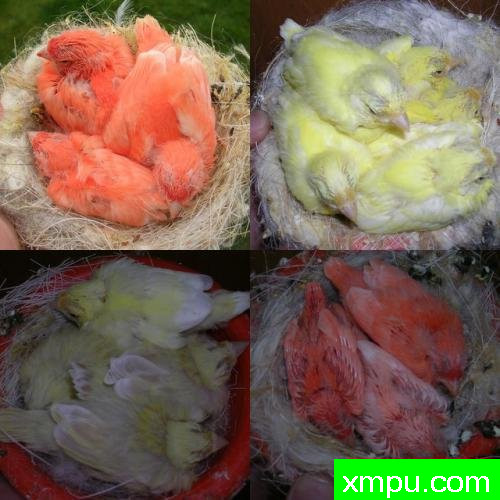 金丝雀---培育大师【比利时】作品