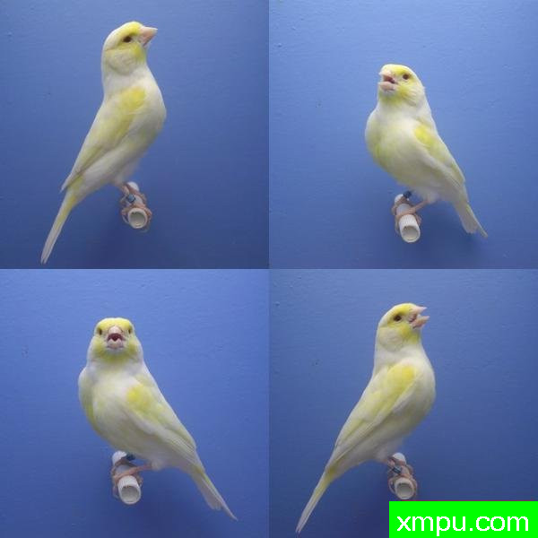 金丝雀---培育大师【比利时】作品