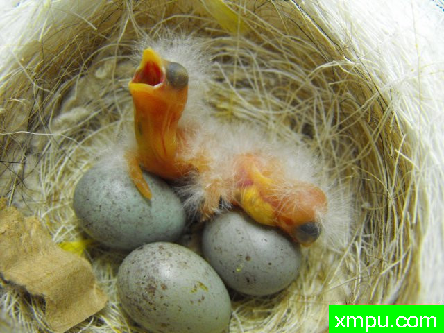 金丝雀---培育大师【比利时】作品