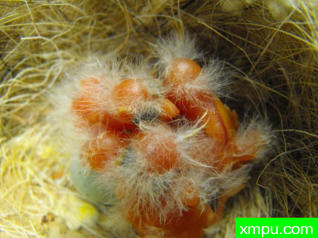 金丝雀---培育大师【比利时】作品