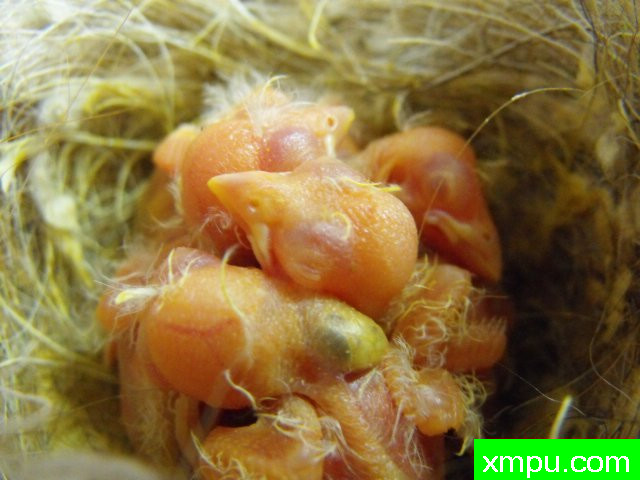 金丝雀---培育大师【比利时】作品