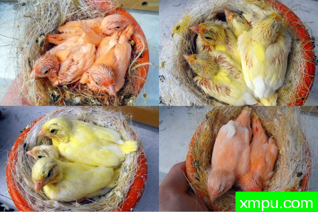 金丝雀---培育大师【比利时】作品