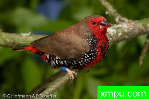 斑马雀--【澳大利亚】