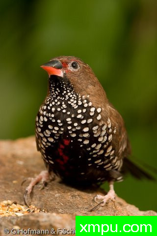 斑马雀--【澳大利亚】